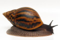 Achatina achatina Ghana F1